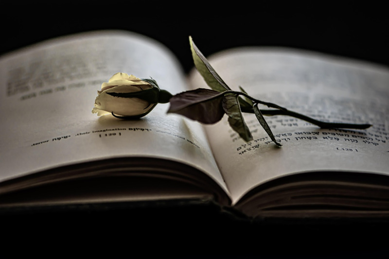 romance novel with roses